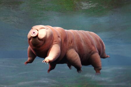 These Unusual Bears Have the Power to Halt Aging—Heres What