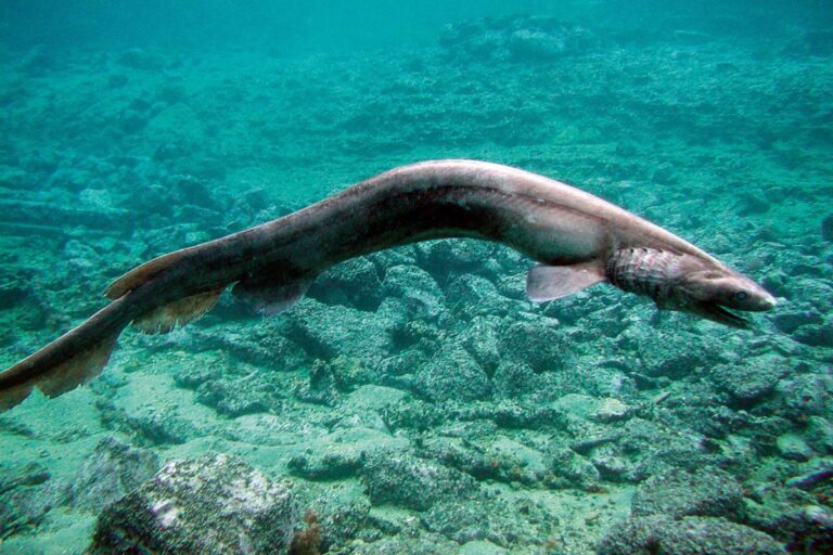 This 80-Million-Year-Old Shark Species Remains a Biological Enigma This 80 Million Year Old Shark Species Remains a Biological Enigma