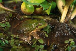 This unusual miniature frog defies nature's greatest laws