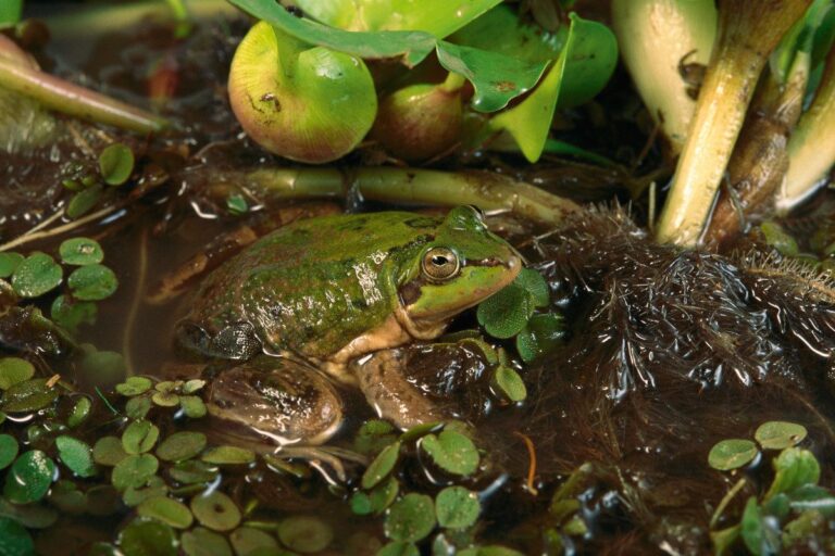This unusual miniature frog defies nature's greatest laws