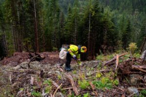 Tree Planting Alone Cant Compensate for Global Fossil Fuel Emissions