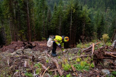 Tree Planting Alone Cant Compensate for Global Fossil Fuel Emissions