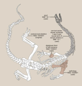 Triassic Sauropodomorph Dinosaurs Endured Severe Bone Infections