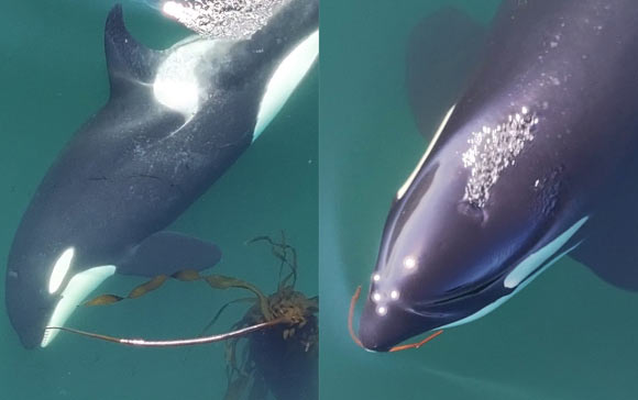 Utilize Kelp-Based Killer Whale Grooming Tools Utilize Kelp Based Killer Whale Grooming Tools