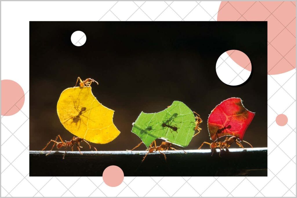 Why We Should Assume That Even the Most Basic Animals Are Conscious Why We Should Assume That Even the Most Basic Animals