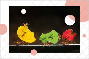 Why We Should Assume That Even the Most Basic Animals