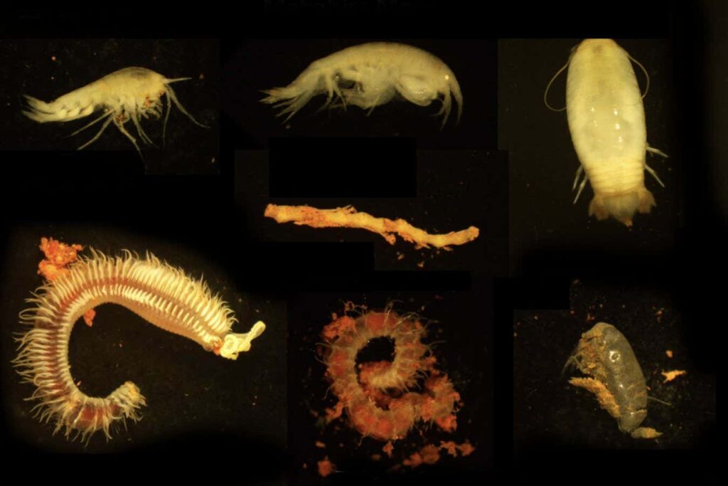 A Saltwater Pool in an Underwater Volcano Habitat for Extraterrestrial