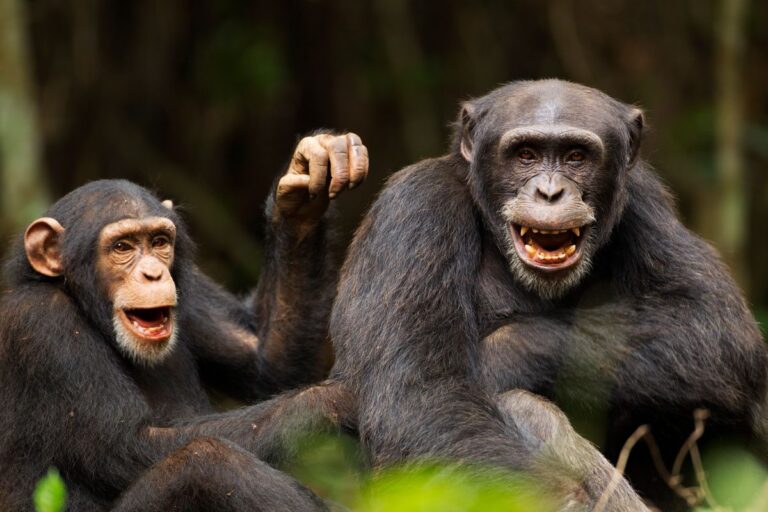 Alpha Males An Exception to the Norm According to Groundbreaking