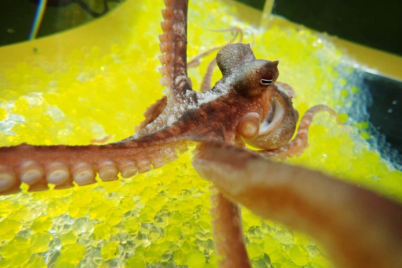 An Octopus Embraces the Fantasy of Rubber Hands Just Like