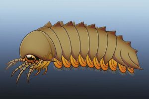 Ancient Fossilized Brains Prompt a Reevaluation of Spider Evolution