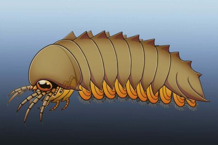 Ancient Fossilized Brains Prompt a Reevaluation of Spider Evolution Ancient Fossilized Brains Prompt a Reevaluation of Spider Evolution