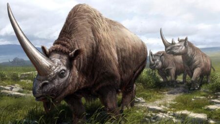 Ancient Protein Analysis Sheds New Light on the Rhino Family Tree Ancient Protein Analysis Sheds New Light on the Rhino Family