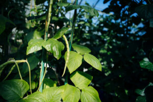 Biologists Discover How Plants Detect Heat During the Day