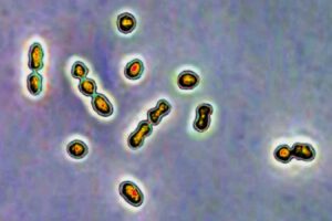 Breast Milk Defends Against Infections Threatening Pregnancy