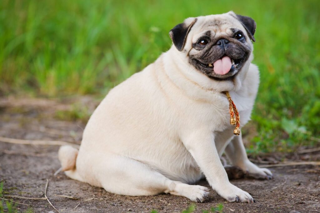 Breeds Most Prone to Overeating According to Study