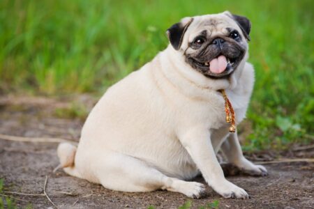 Breeds Most Prone to Overeating According to Study