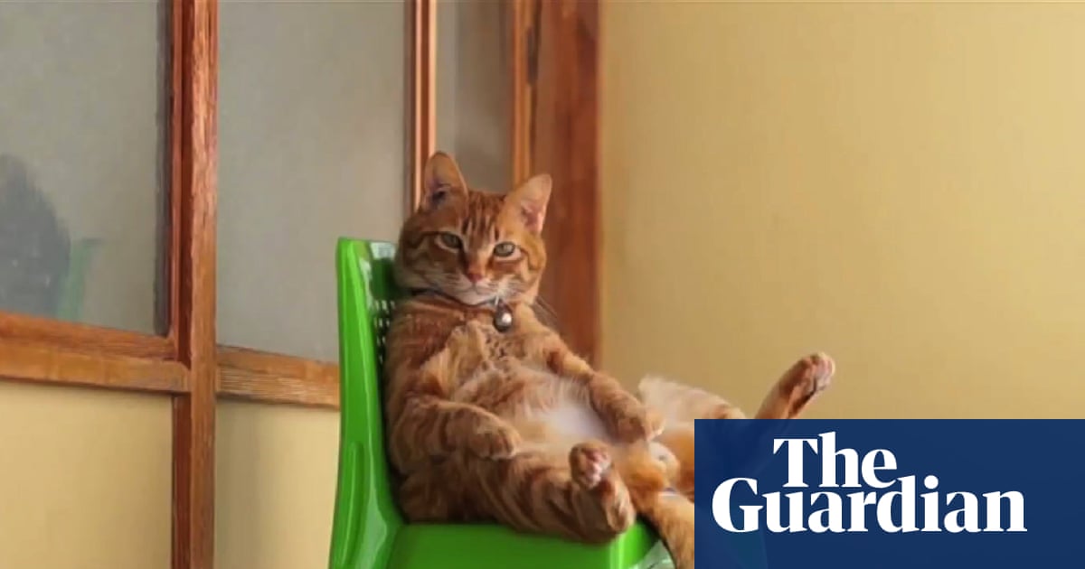 Cat Video Fest How Adorable Kitten Clips Sparked a Million Day