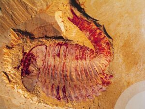Discovering a Wealth of Cambrian Fossils Sciworthy