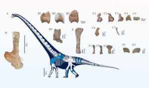 Discovery of a Gigantic New Sauropod Dinosaur Species in China