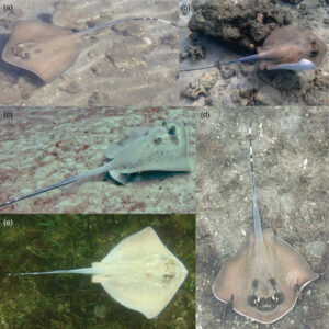 Discovery of a New Blue Spotted Mussel Species in Fiji