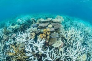 Emergency Measures for Artificial Cooling of the Great Barrier Reef