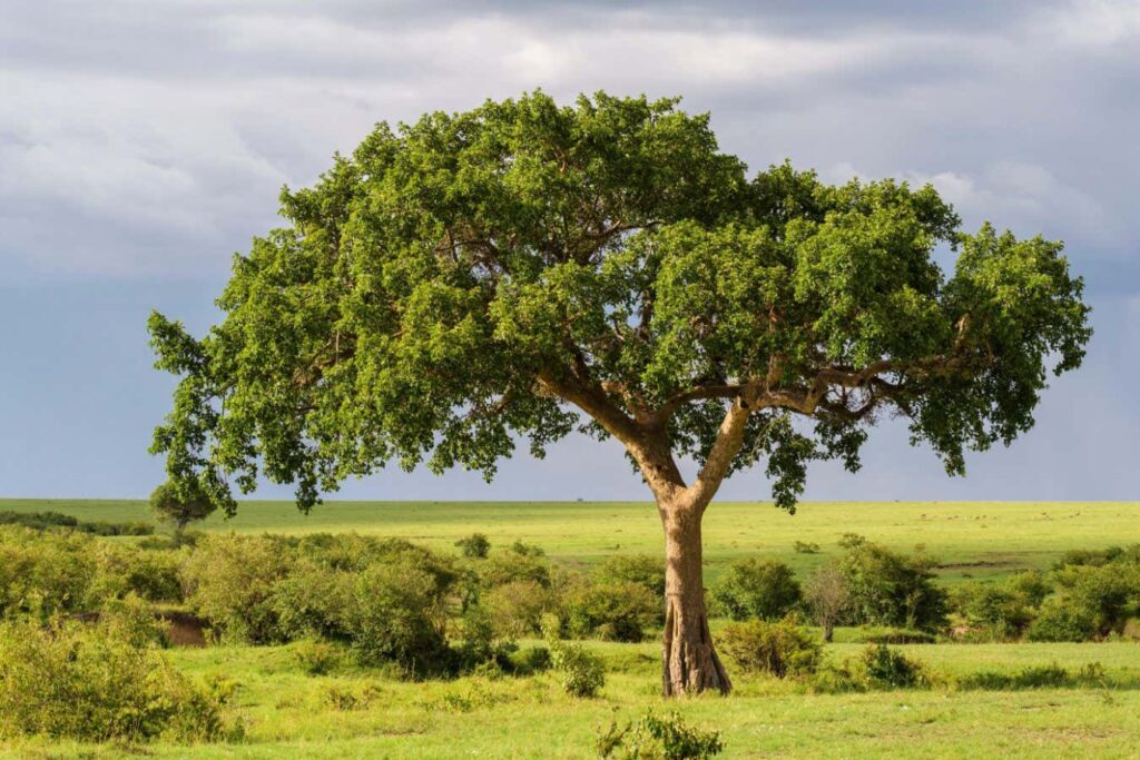 Fig Trees Could Help Combat Climate Change by Transforming Carbon