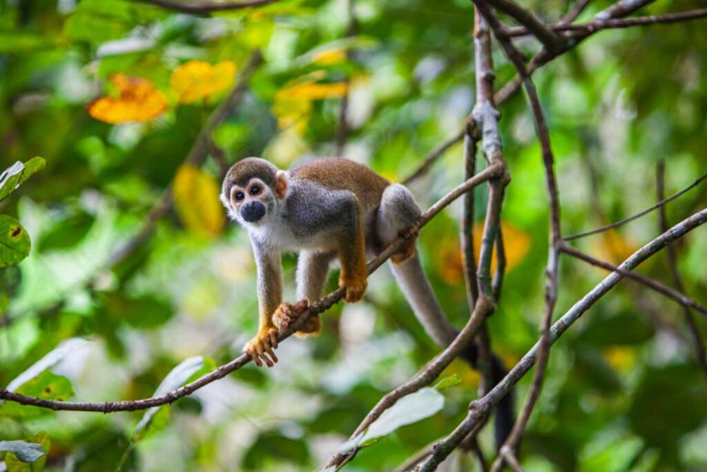 Forests with Healthy Wildlife Populations Store Four Times More Carbon