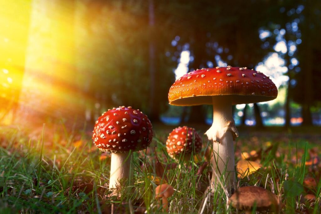 Fungi Might Possess Awareness: Here’s What It Implies Fungi Might Possess Awareness Heres What It Implies