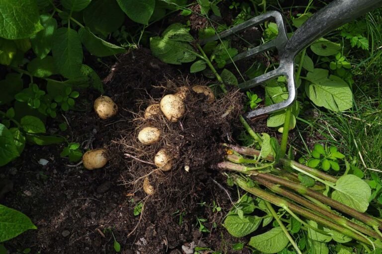 Genetics Unveils the Secrets Behind Potato Origins