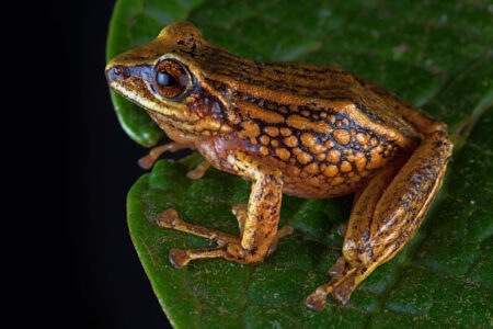 Herpetologists Unearth Three New Frog Species in Peru Herpetologists Unearth Three New Frog Species in Peru