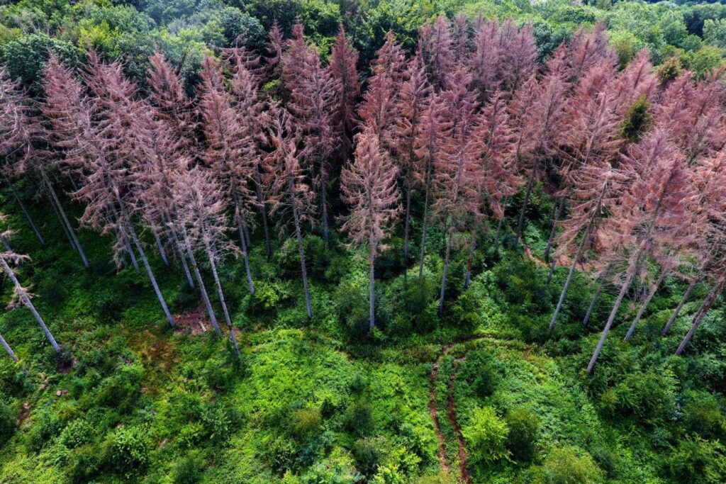 How Ancient Mass Extinctions Revealed Earth’s Evolution into a Super Greenhouse How Ancient Mass Extinctions Revealed Earths Evolution into a Super