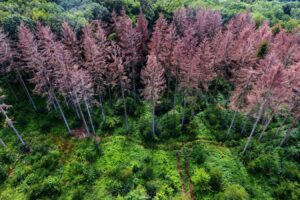 How Ancient Mass Extinctions Revealed Earths Evolution into a Super