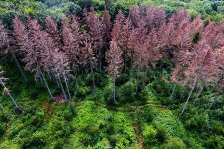 How Ancient Mass Extinctions Revealed Earths Evolution into a Super