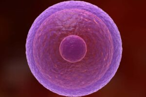 How Human Eggs Stay Viable for Decades
