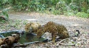 Innovative Wildlife Conservation Strategies Emerge in Guatemala Due to Climate