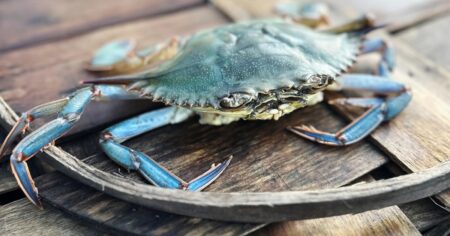 Maryland’s Blue Crabs and Their Harvesters Face a Challenging Season Marylands Blue Crabs and Their Harvesters Face a Challenging Season