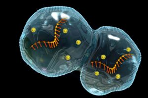 Micrometric Protocells and Self Organization Insights into the Origin of Life