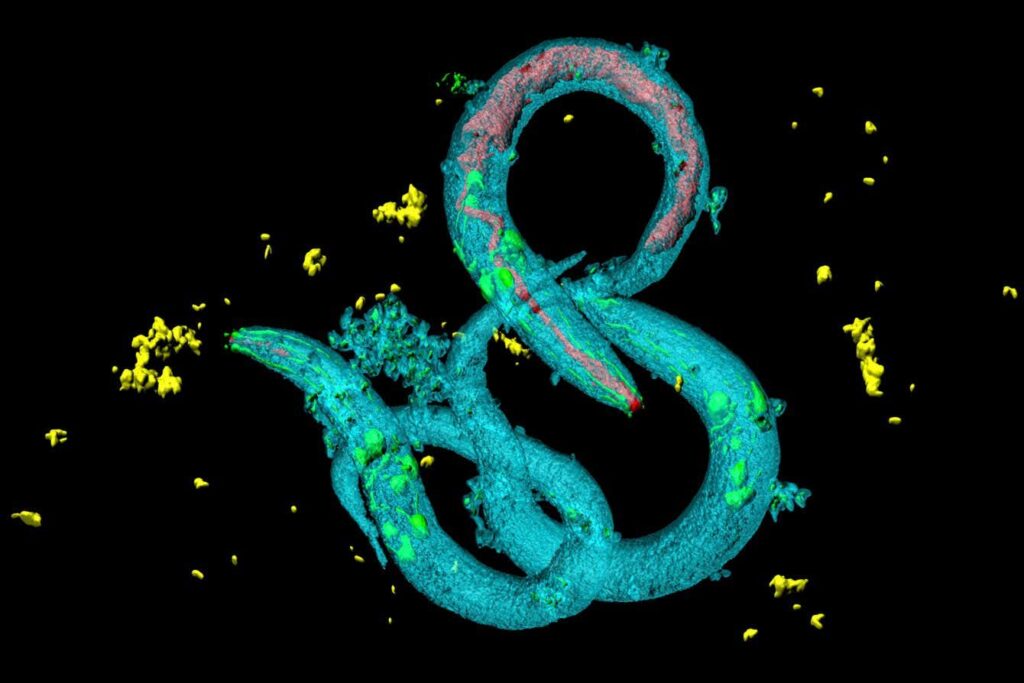 Microplastics Increase Animals Appetite