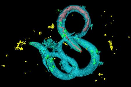 Microplastics Increase Animals’ Appetite Microplastics Increase Animals Appetite