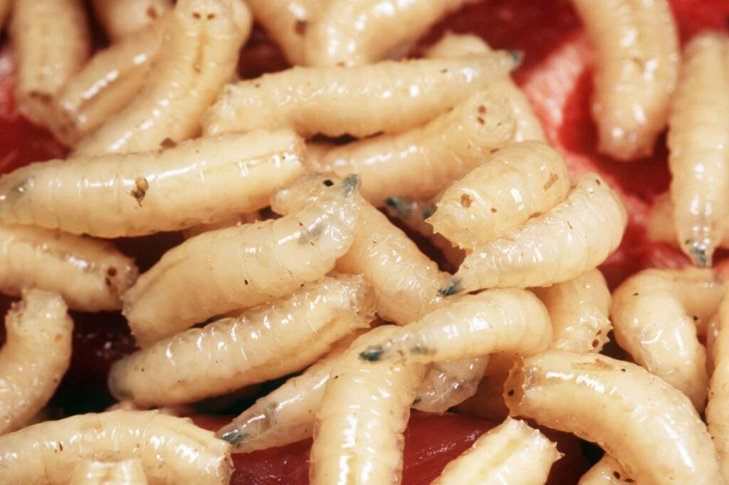 Neanderthals Likely Resembled Maggots Rather Than Hypercarnivores