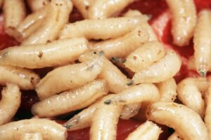 Neanderthals Likely Resembled Maggots Rather Than Hypercarnivores