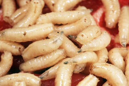 Neanderthals Likely Resembled Maggots Rather Than Hypercarnivores