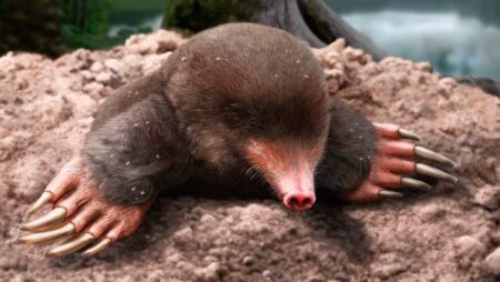 New Molar Species Identified from 32 Million Year Old Fossils