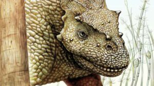 New Permian Herbivore Species Discovered in China
