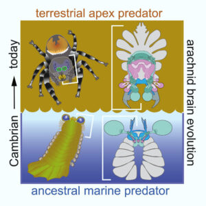 New Research Suggests Arknid Originated in the Cambrian Seas
