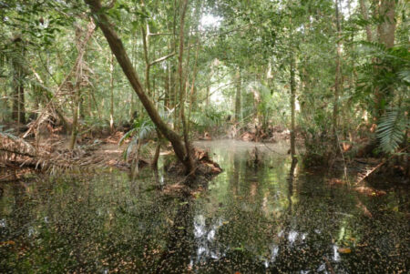 New Research Uncovers That Congo Basin Peatlands Are Over 42000