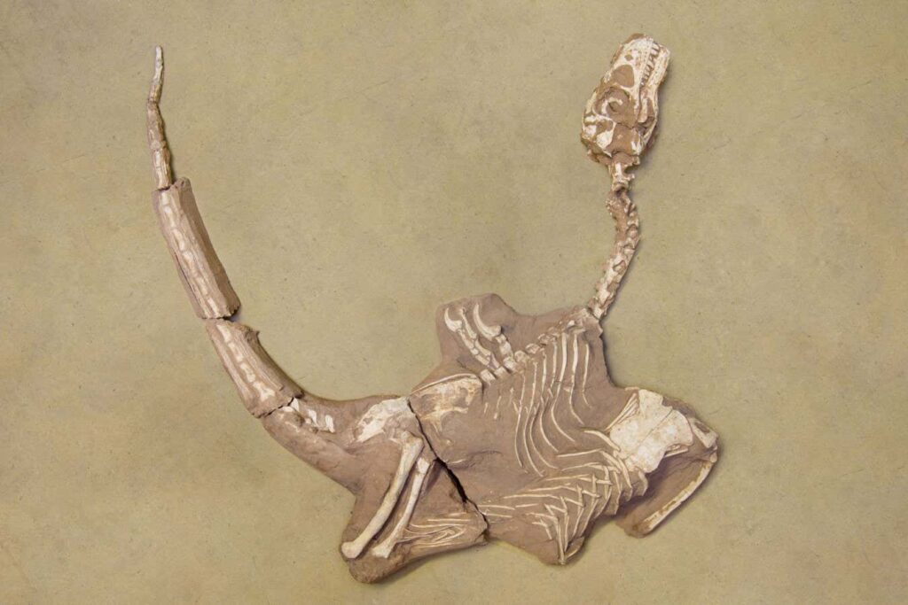 New Species of Stocky Dinosaurs Linked to Velociraptor Unveiled