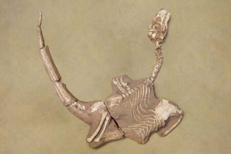 New Species of Stocky Dinosaurs Linked to Velociraptor Unveiled