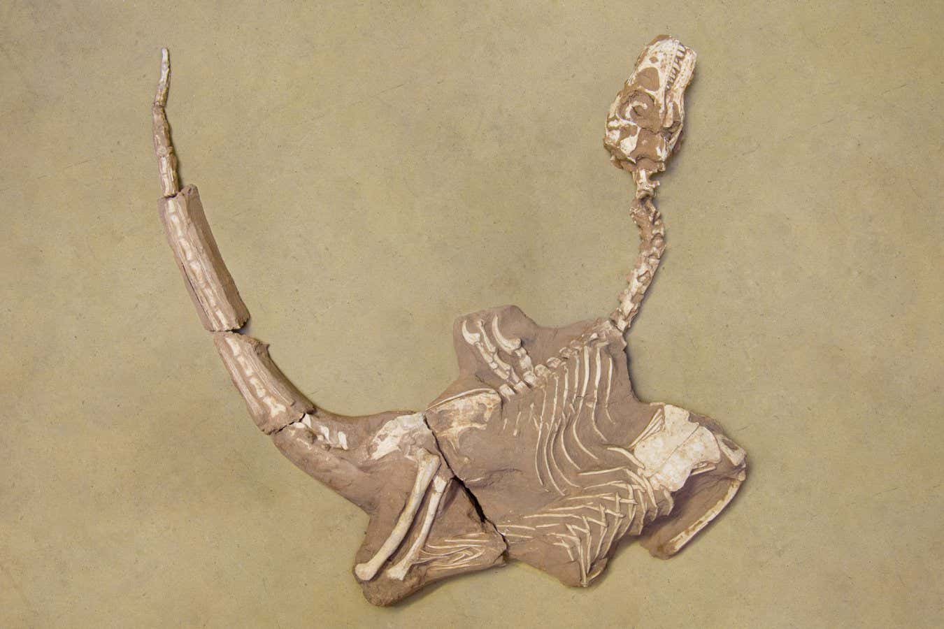 New Species of Stocky Dinosaurs Linked to Velociraptor Unveiled