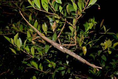 Newly Discovered Science Stick Insects Australias Heaviest Insects Yet